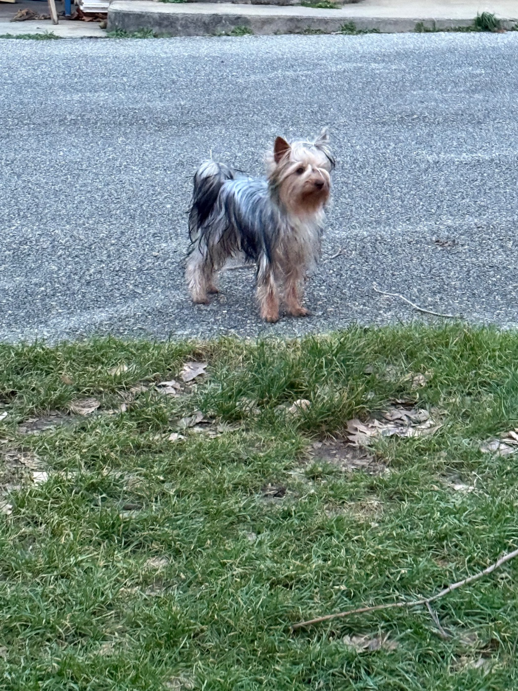 Very good girl Du Val De Clavernau