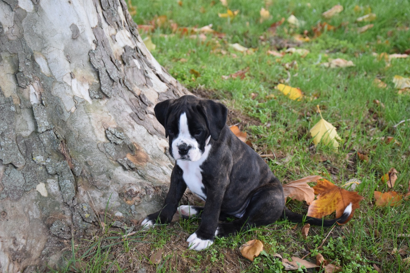 Arwenn  Du Domaine De Lallybrock