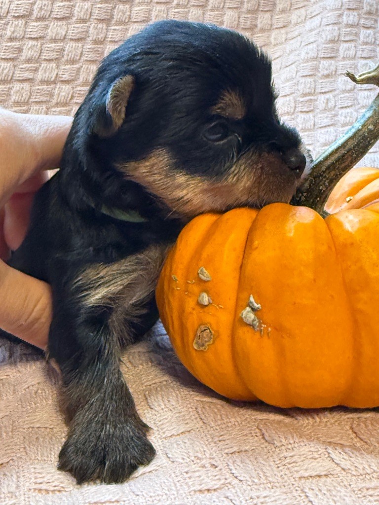 Du Domaine De Lallybrock - Chiots disponibles - Yorkshire Terrier