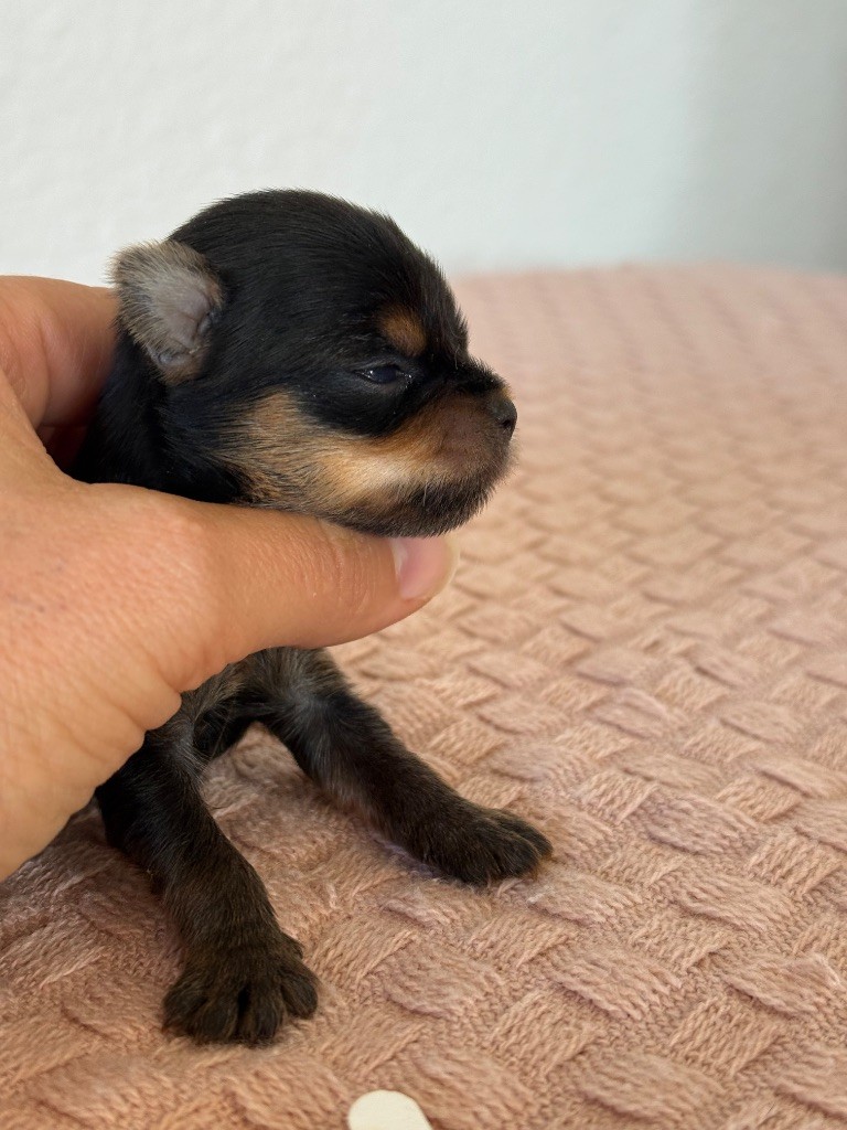 Du Domaine De Lallybrock - Chiots disponibles - Yorkshire Terrier