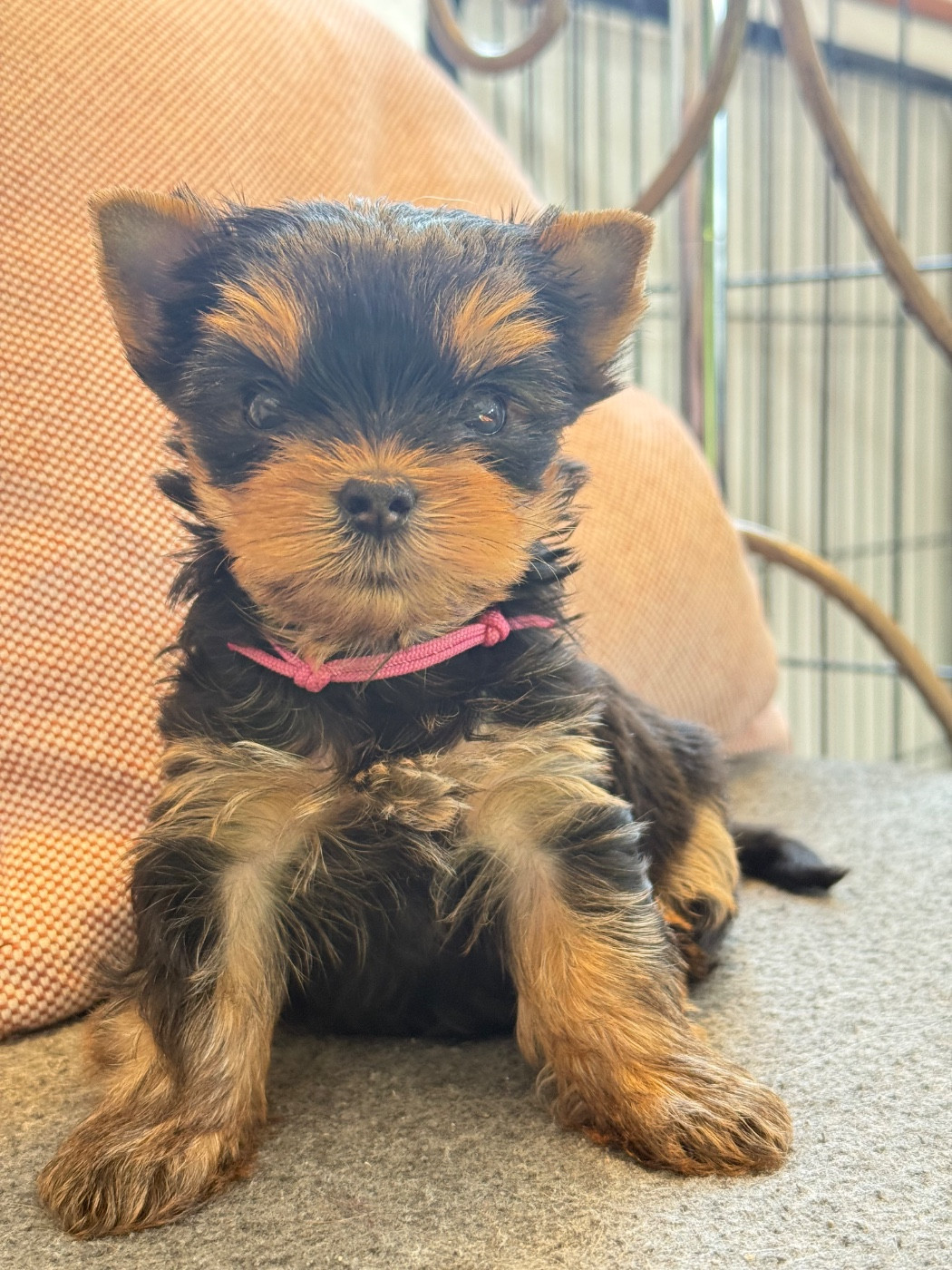 Du Domaine De Lallybrock - Chiots disponibles - Yorkshire Terrier