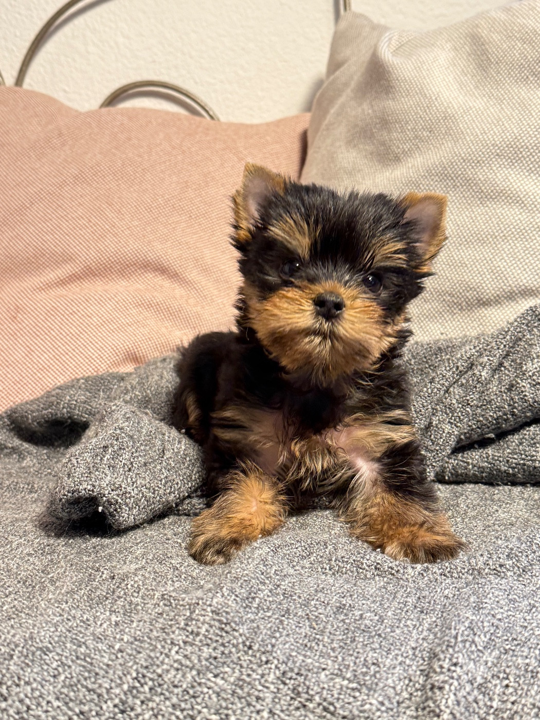 Du Domaine De Lallybrock - Chiots disponibles - Yorkshire Terrier