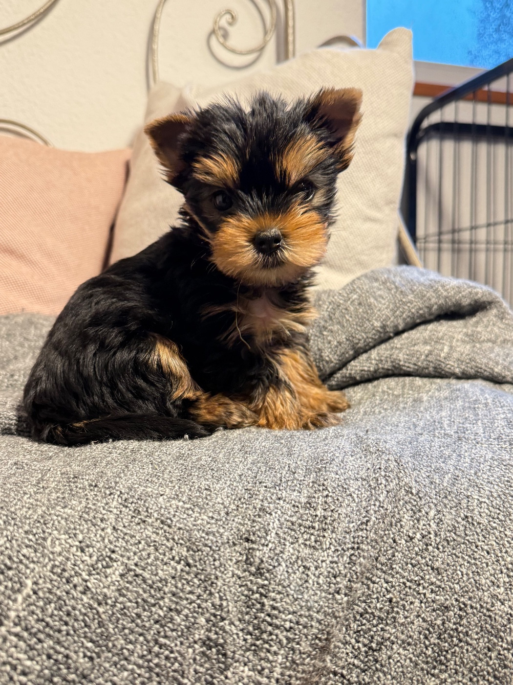 Du Domaine De Lallybrock - Chiots disponibles - Yorkshire Terrier