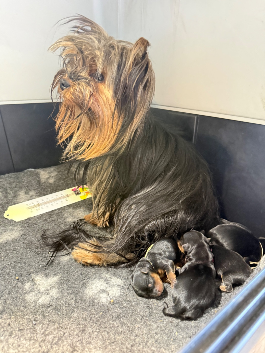 Chiot Yorkshire Terrier Du Domaine De Lallybrock