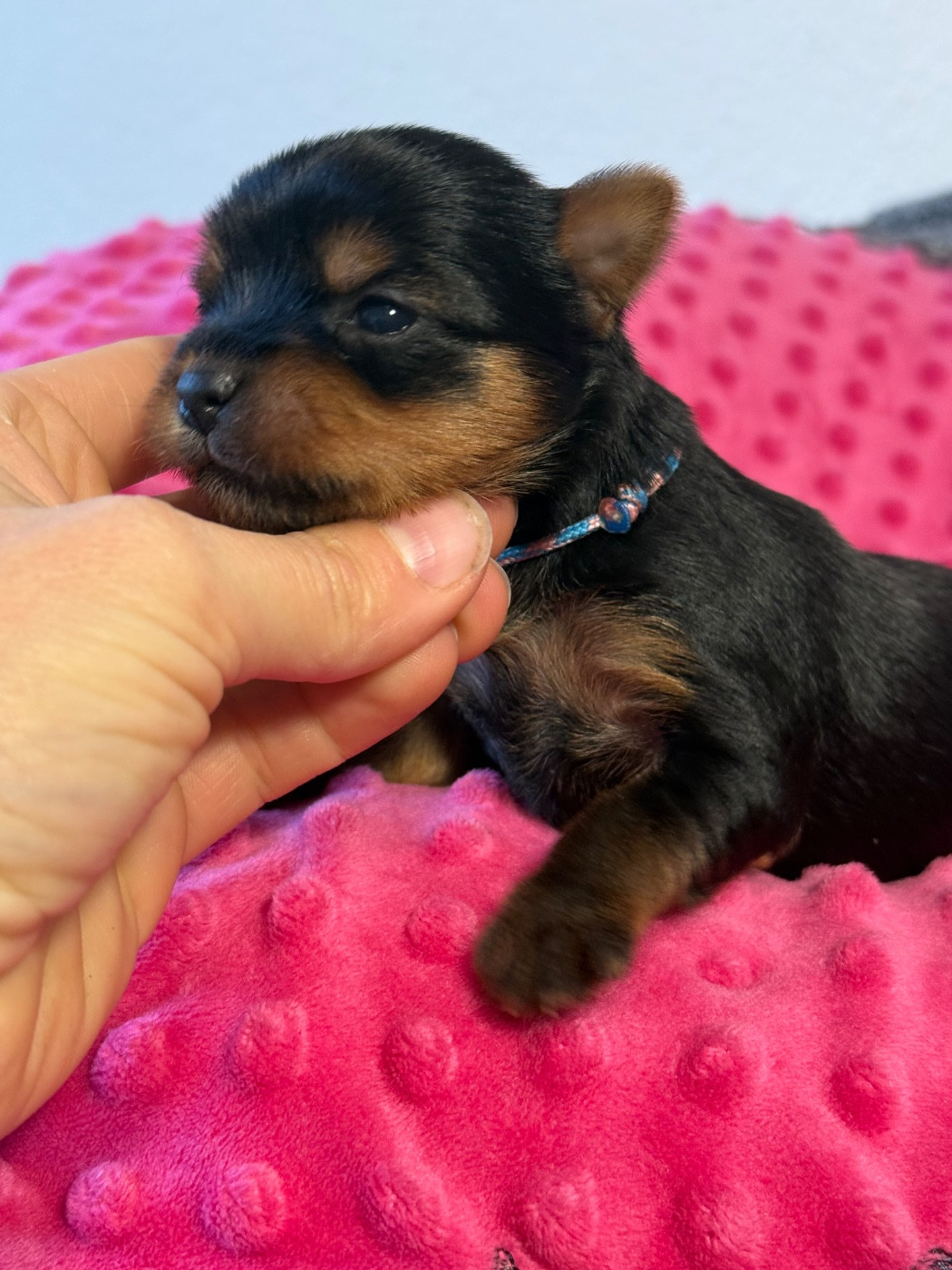 Du Domaine De Lallybrock - Chiots disponibles - Yorkshire Terrier