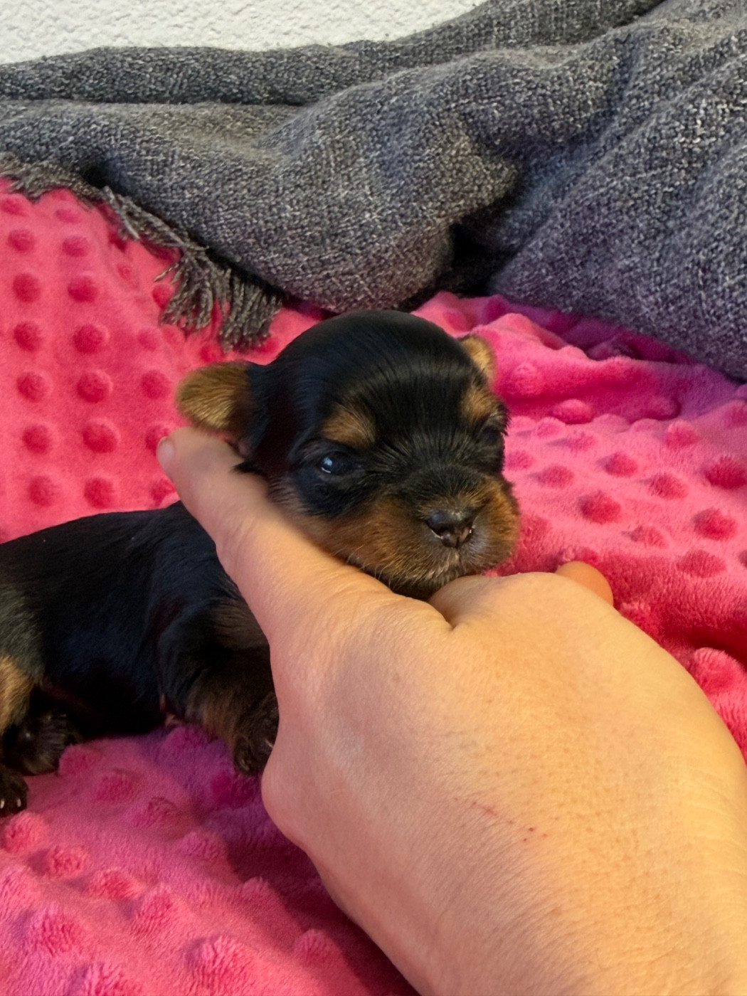 Du Domaine De Lallybrock - Chiots disponibles - Yorkshire Terrier