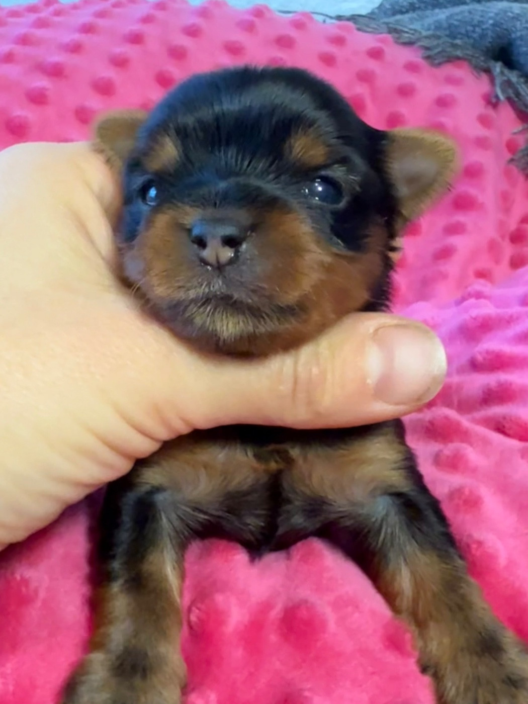 Du Domaine De Lallybrock - Chiots disponibles - Yorkshire Terrier