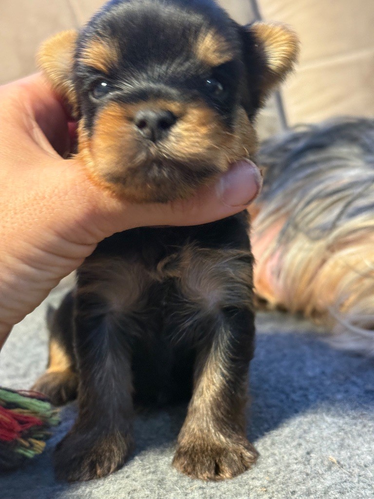Du Domaine De Lallybrock - Chiots disponibles - Yorkshire Terrier