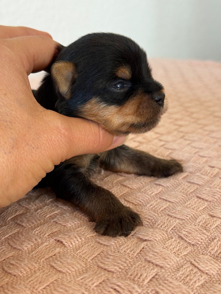 Du Domaine De Lallybrock - Chiots disponibles - Yorkshire Terrier