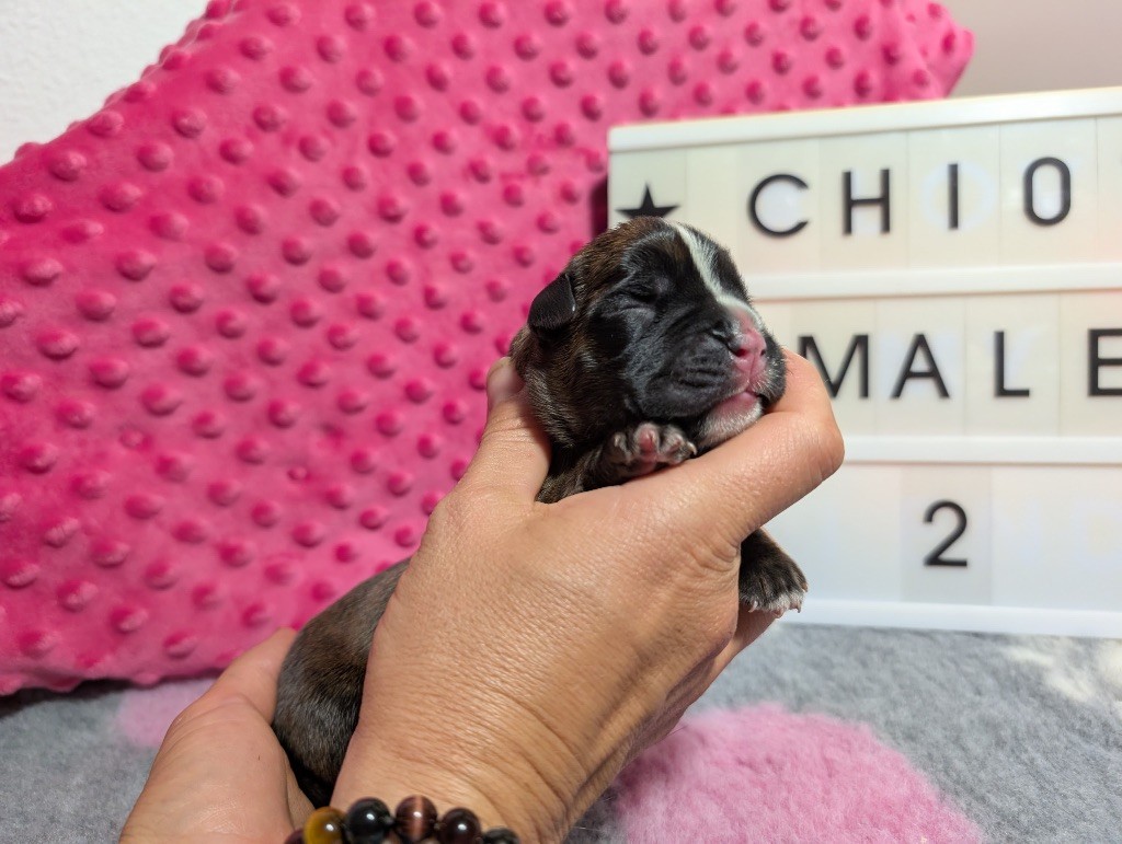 Du Domaine De Lallybrock - Chiots disponibles - Boxer