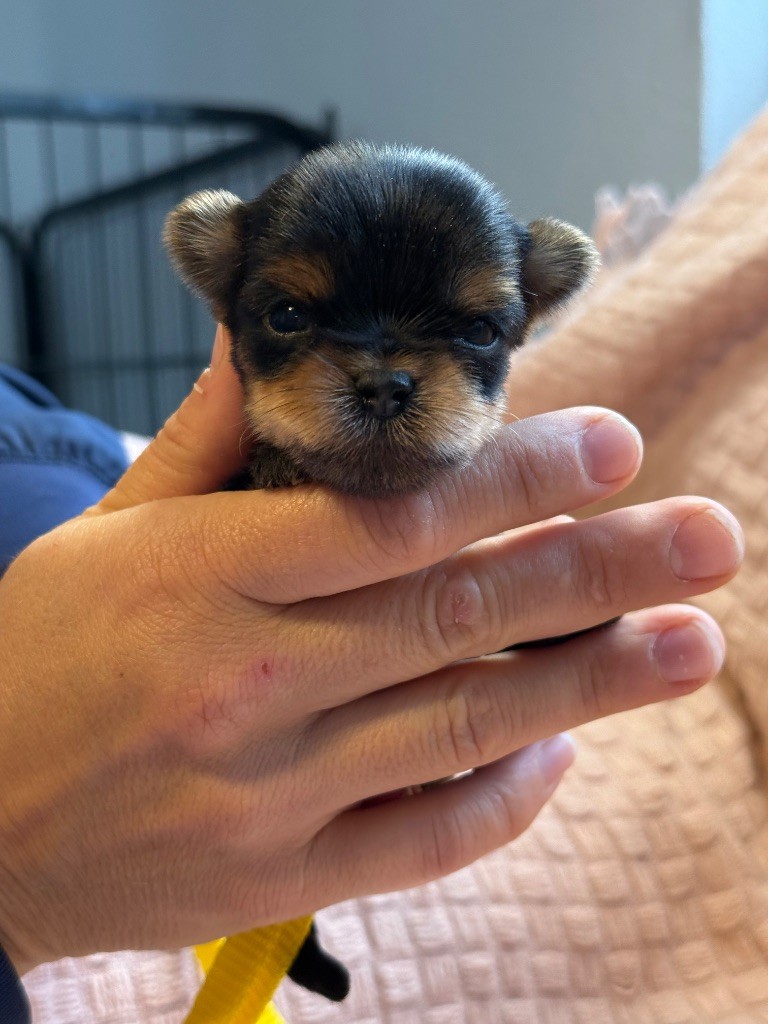 Du Domaine De Lallybrock - Chiots disponibles - Yorkshire Terrier