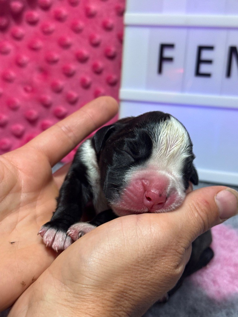 Du Domaine De Lallybrock - Chiots disponibles - Boxer