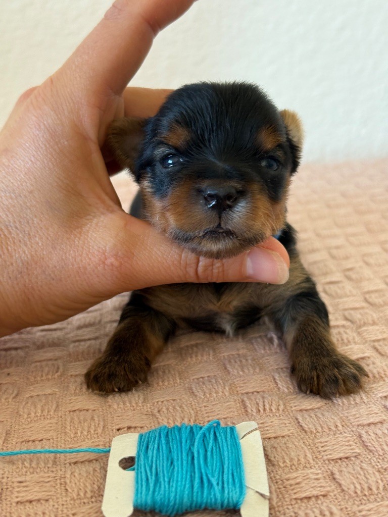 Du Domaine De Lallybrock - Chiots disponibles - Yorkshire Terrier