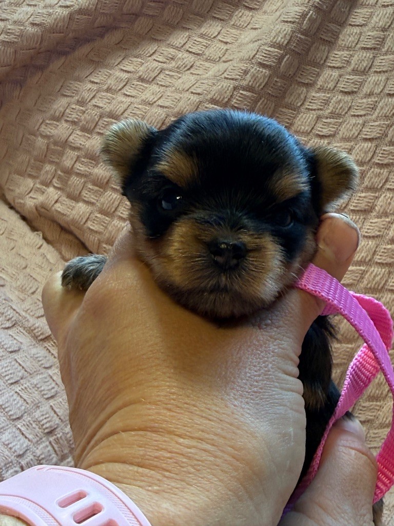 Du Domaine De Lallybrock - Chiots disponibles - Yorkshire Terrier