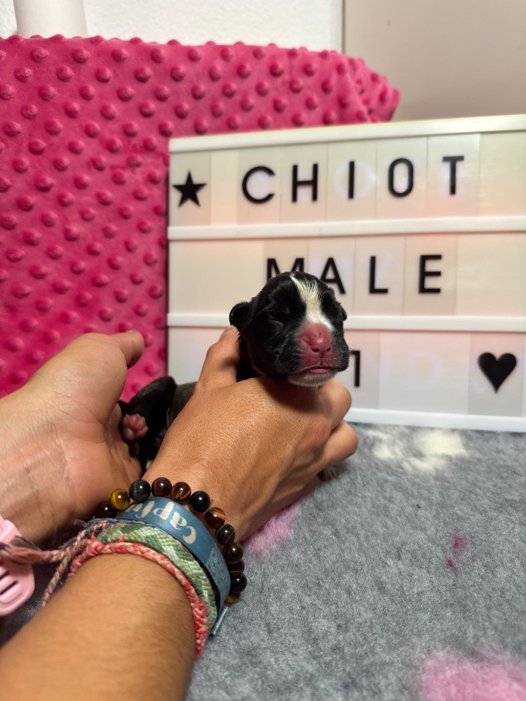 Du Domaine De Lallybrock - Chiots disponibles - Boxer