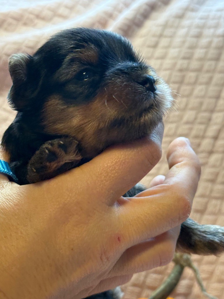 Du Domaine De Lallybrock - Chiots disponibles - Yorkshire Terrier