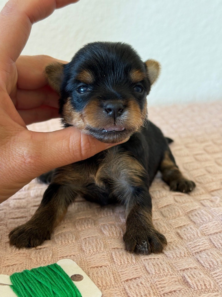 Du Domaine De Lallybrock - Chiots disponibles - Yorkshire Terrier