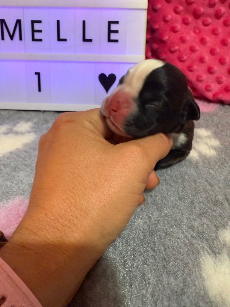 Du Domaine De Lallybrock - Chiots disponibles - Boxer