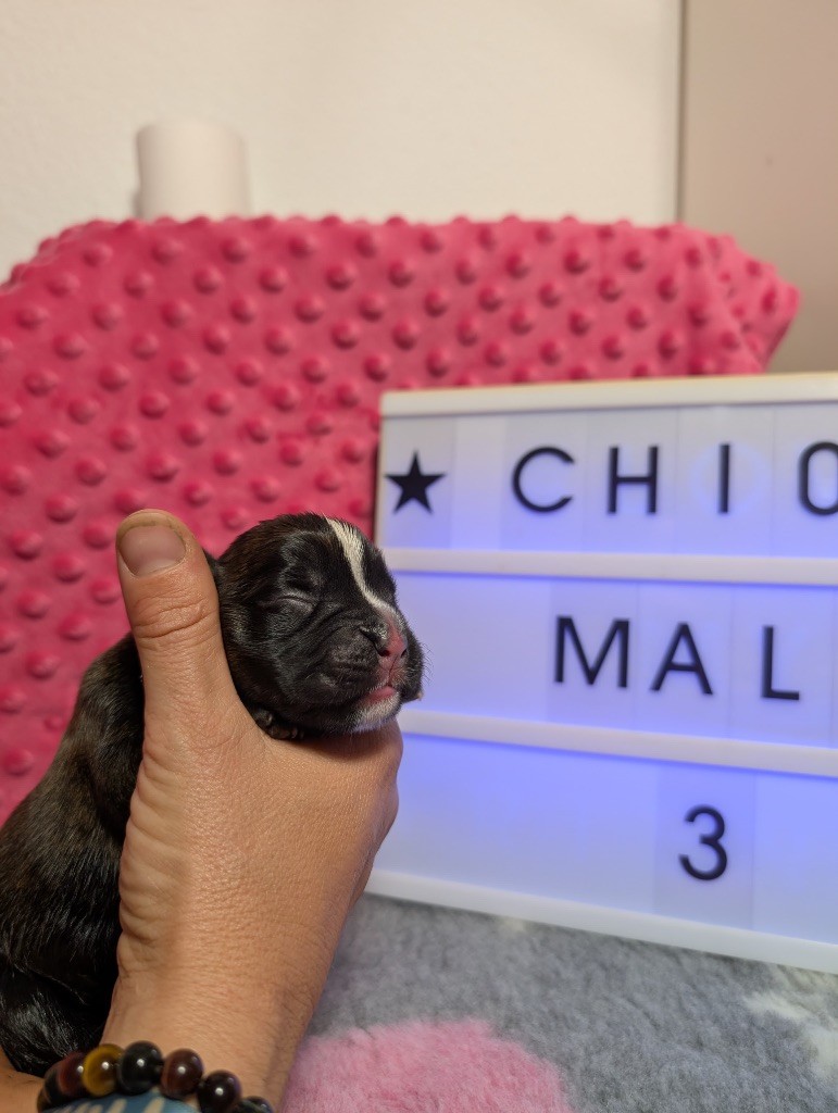 Du Domaine De Lallybrock - Chiots disponibles - Boxer