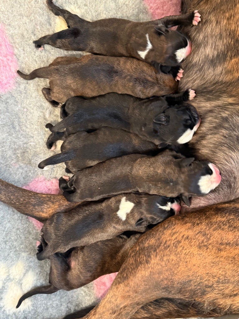 Chiot Boxer Du Domaine De Lallybrock