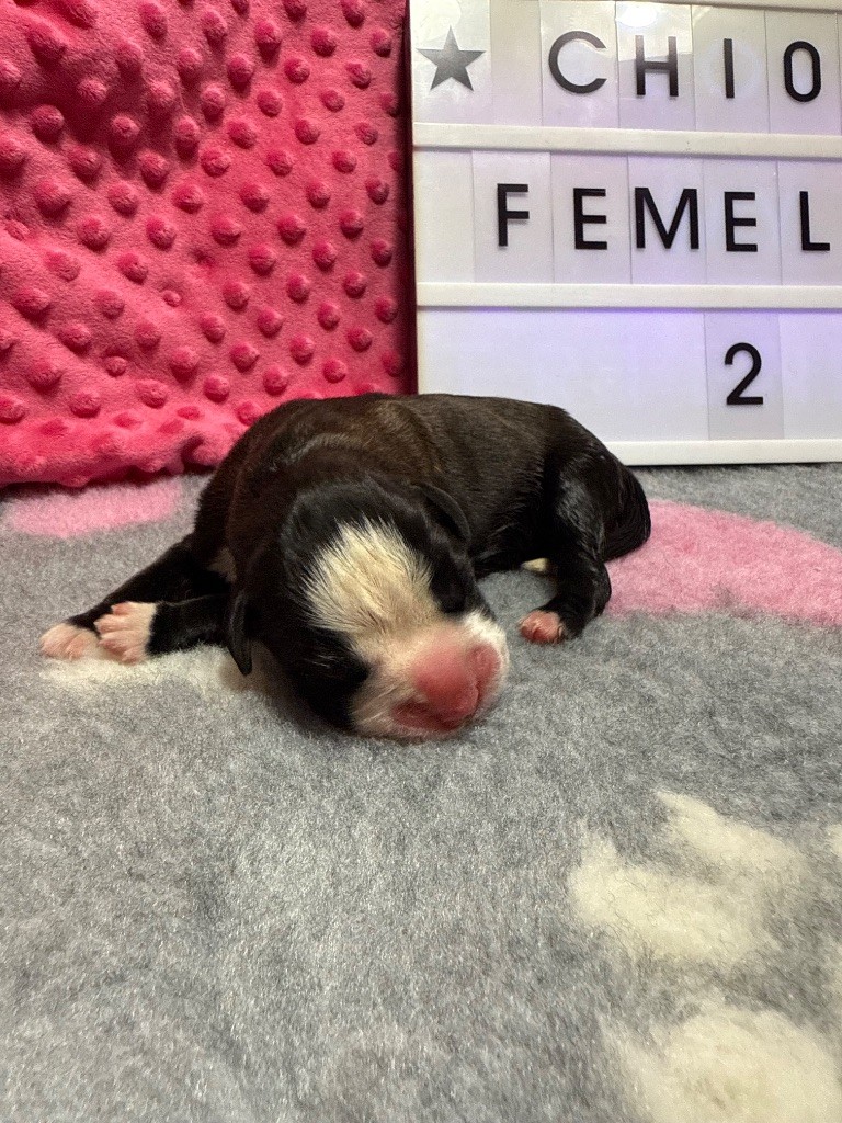 Du Domaine De Lallybrock - Chiots disponibles - Boxer